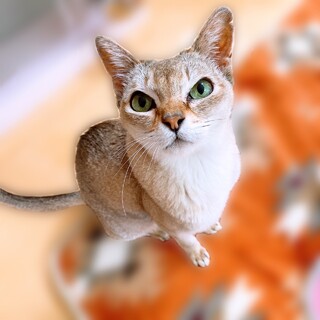 抱っこも大好きな甘えん坊さん