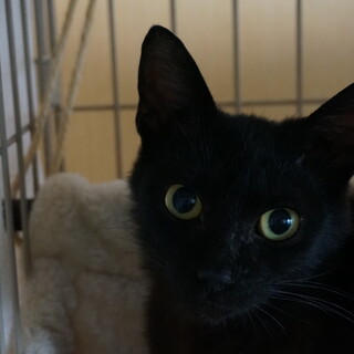 サラちゃんのずっとのお家を探しています。