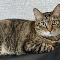 ラブ