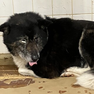 殺処分対象❗️収容期限5/8迄❗️延長なし