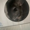 子供がアレルギー出てしまった為… サムネイル3