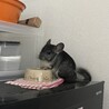 子供がアレルギー出てしまった為… サムネイル4