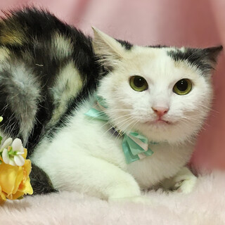 淡い三毛！小顔の美猫『シーナちゃん』２歳