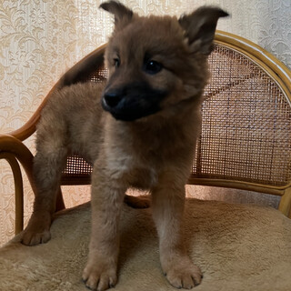 ばるくん☆やんちゃさん☆生後約３ヶ月
