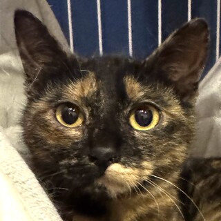 生後6ヶ月くらいのサビ柄の美少女