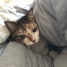 ちゃいこっこさん