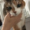 ゴロゴロ
