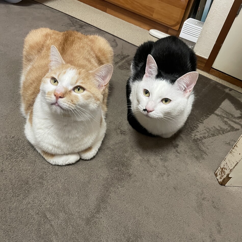 ちびまるのカバー写真