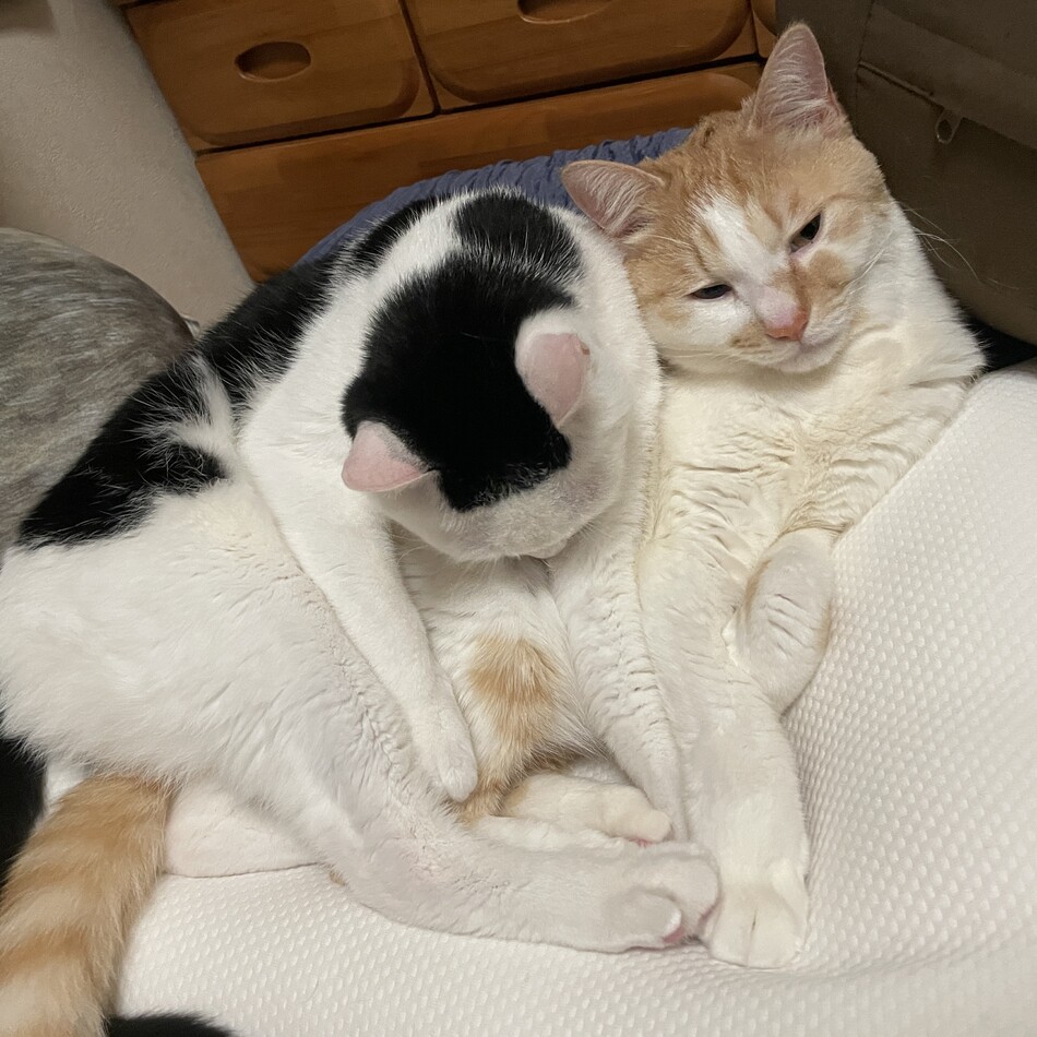 チャーリーのカバー写真