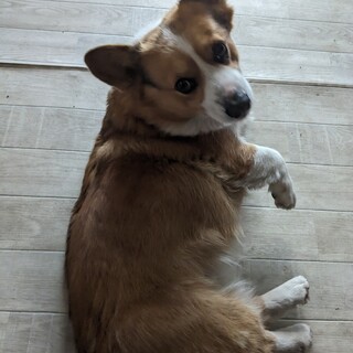 人懐っこい7歳のオスのコーギー