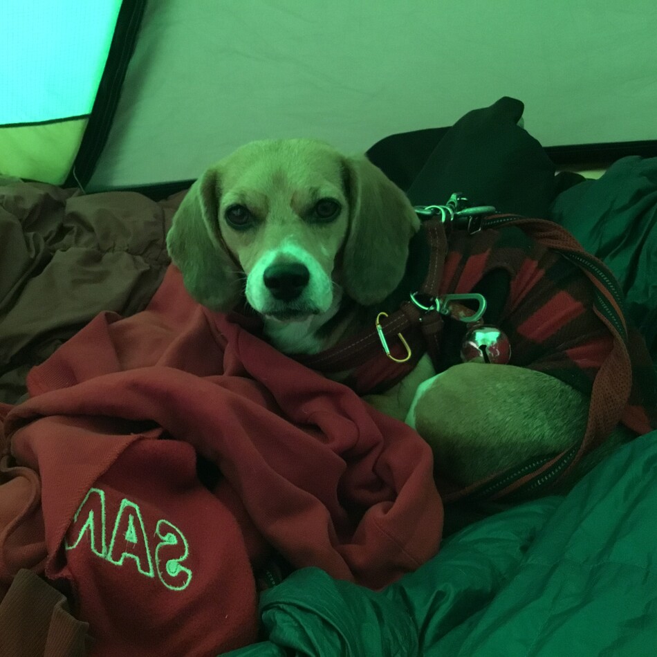 angieのカバー写真