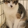 美人の三毛猫☆花梨ちゃん！ サムネイル5