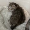 可愛いキジ猫きょうだい サムネイル6