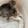 可愛いキジ猫きょうだい サムネイル4
