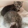 可愛いキジ猫きょうだい サムネイル7