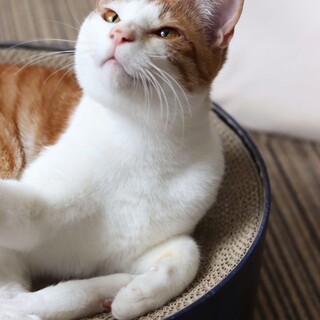 茶白　ホタテ君　里親様募集中☆彡