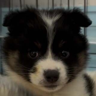 ボーダーコリー風 もふもふ2ヶ月♂