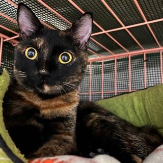 サビ猫、目がまんまる美猫ちゃん1才