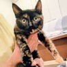 サビ猫、目がまんまる美猫ちゃん1才 サムネイル3