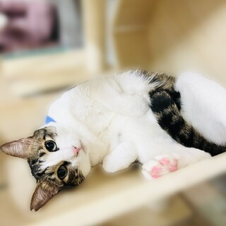 穏やかおっとりデレデレたら君【守口市】