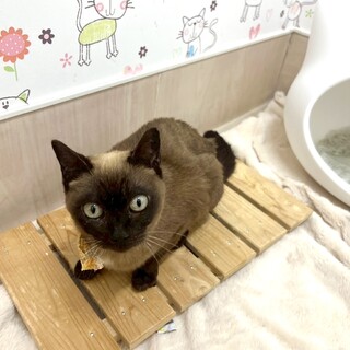 穏やかで甘えたな女の子