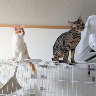 ベンガルの里親募集