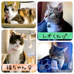 保護猫譲渡会@碧南市