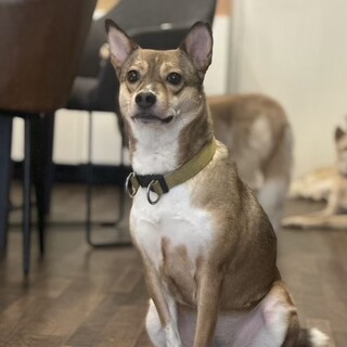 キリッとしたお顔の女の子(ケリーちゃん)