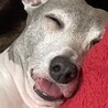 WAにたん