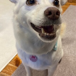 とにかく人が好き可愛い女の子チコラータ