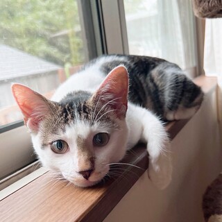 活発で人懐っこい男の子