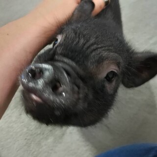黒のマイクロブタ