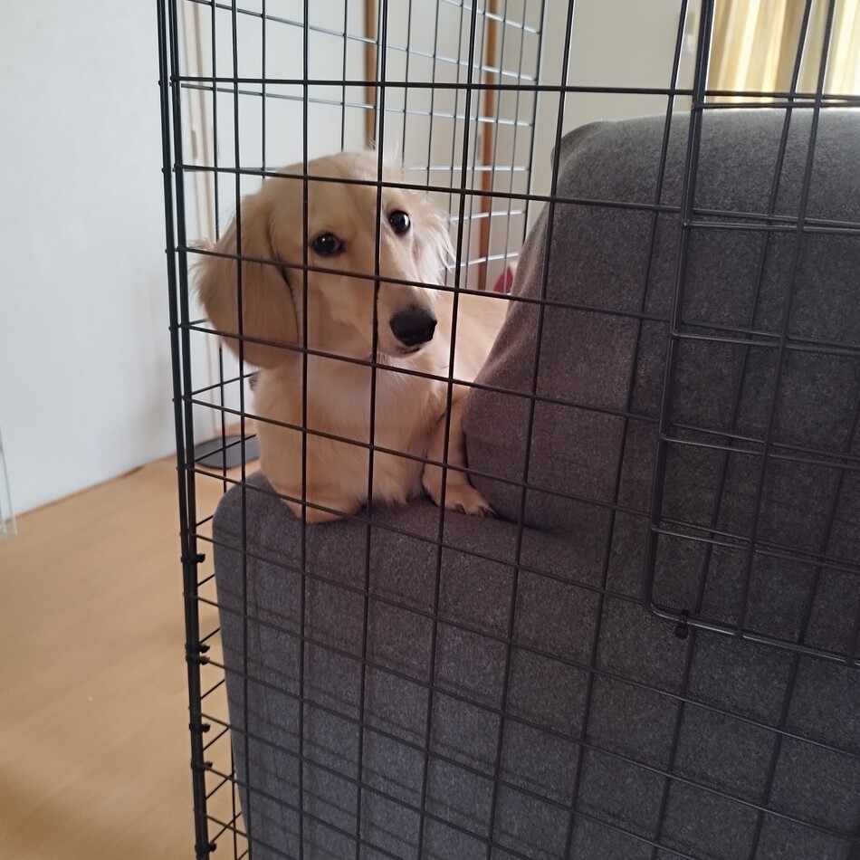 のんのカバー写真