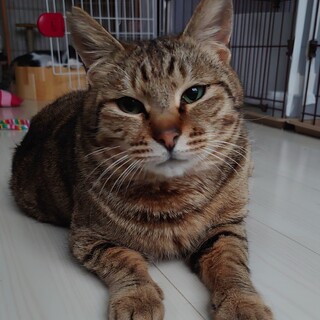 プリティボディーの男の子！里親さま募集中！