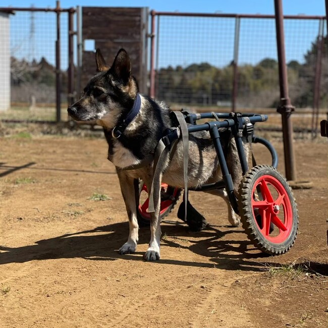 NPO法人Link toのカバー写真