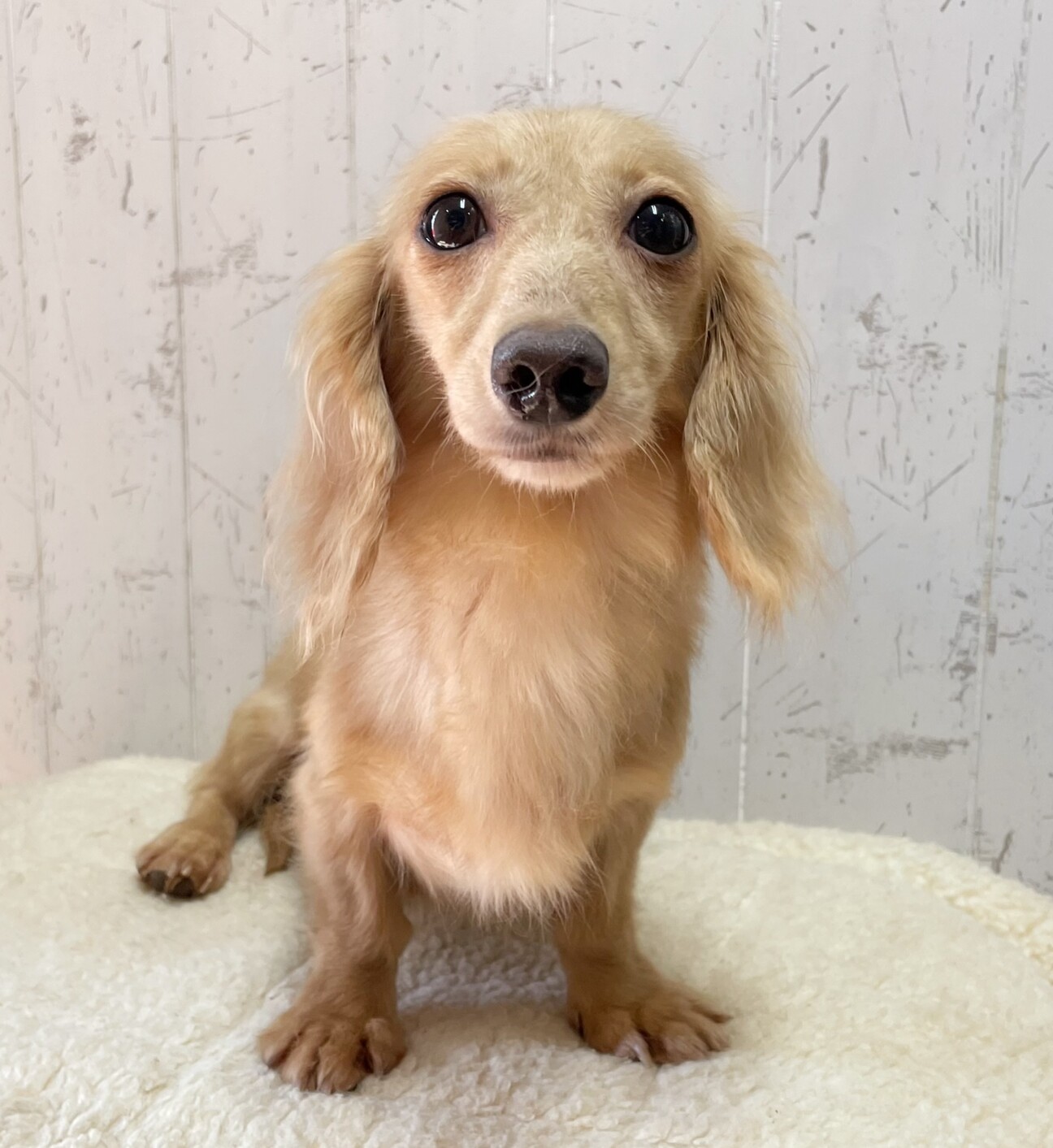 お問い合わせ多数につき募」千葉県 - 犬の里親募集(514740