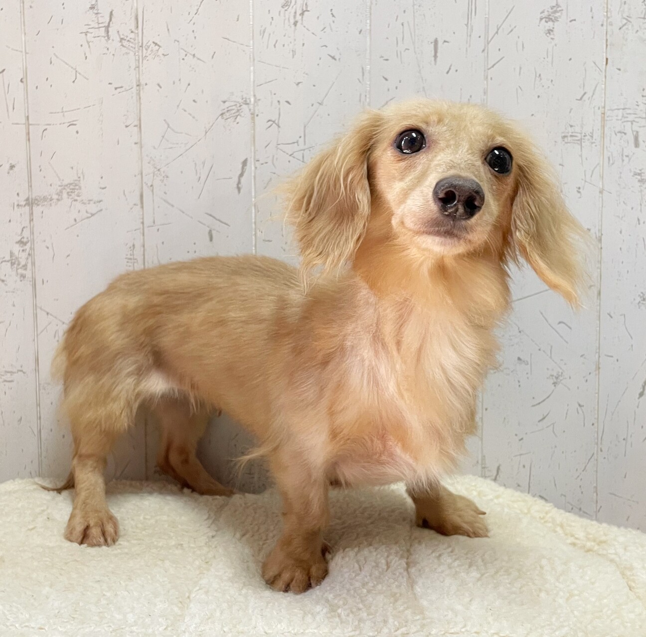 お問い合わせ多数につき募...」千葉県 - 犬の里親募集(514740) 3枚目の 