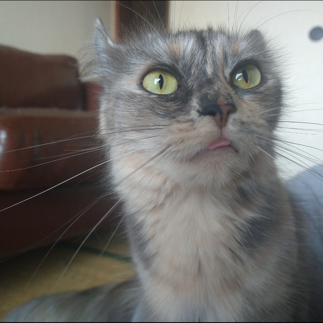 Risachan86のカバー写真