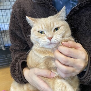 アメリカンショートヘアの女の子！