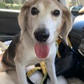動物実験ビーグル★トニーくん