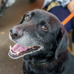 ハッピーラブズふれあい会2025春 in WNV サムネイル2