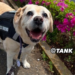 ハッピーラブズふれあい会2025春 in WNV サムネイル3