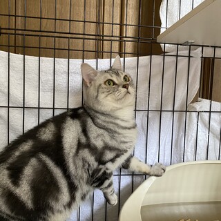 アメリカンショートヘアの男の子！