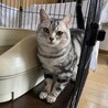アメリカンショートヘアの男の子！ サムネイル2