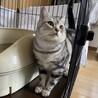 アメリカンショートヘアの男の子！ サムネイル3