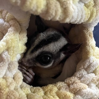 3歳ぐらいの雌の里親を探してます