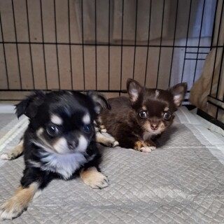 チワワ子犬　スイミングパピー障害