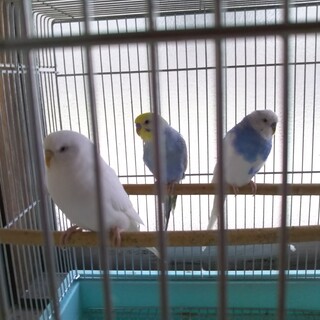 決まりました　ありがとうございます