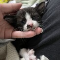 子猫飼える方いませんか？