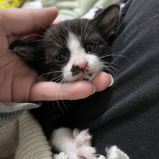 子猫飼える方いませんか？